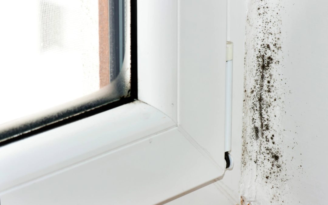 Understanding the Causes of Mold in Your Commercial Building